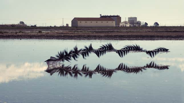Black-winged stilt, Ebro delta, Catalonia