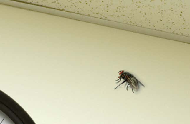 Image for article titled Fly On Wall Can’t Believe They&#39;re Restructuring Entire West Coast Division