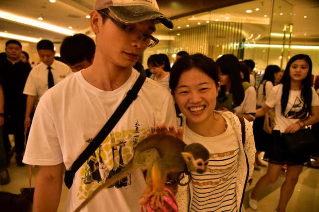 A female tourist touching the squirrel monkey in chain.