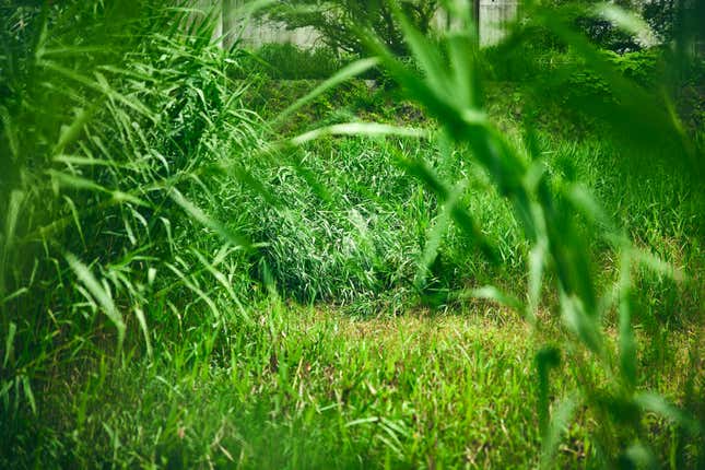 A wild Pokémon should appear!