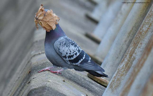 A pigeon is smacked in the face with a dead leaf.