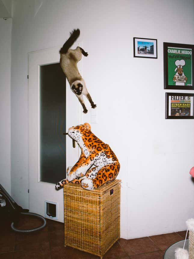 Image for article titled What cats do when we’re not watching
