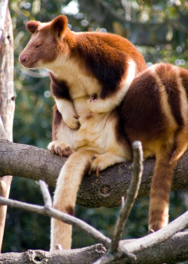 Tree kangaroos.