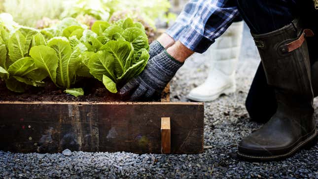 A person wearing tall rubber boots and gardening gloves kneels in front of a raised garden bed full of lettuce plants