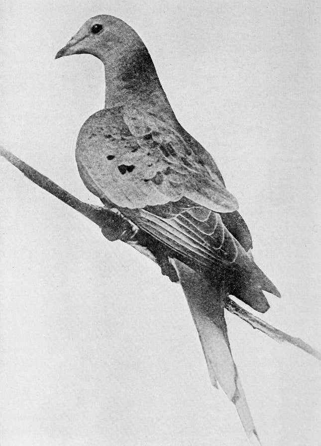 Martha, the last known passenger pigeon.