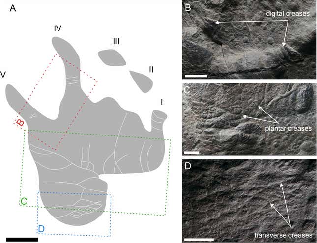 Synapsid tracks with skin impressions 