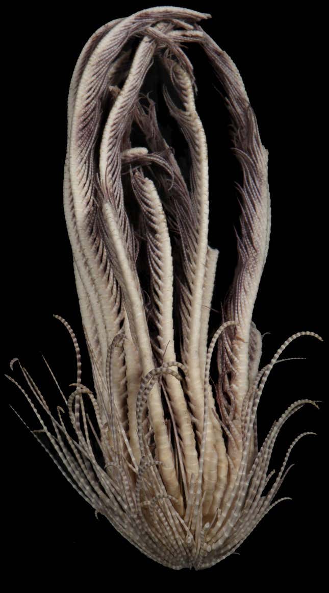 A lateral view of the Antarctic strawberry feather star.