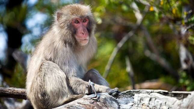 Estas son las primeras imágenes de un macaco japonés pescando