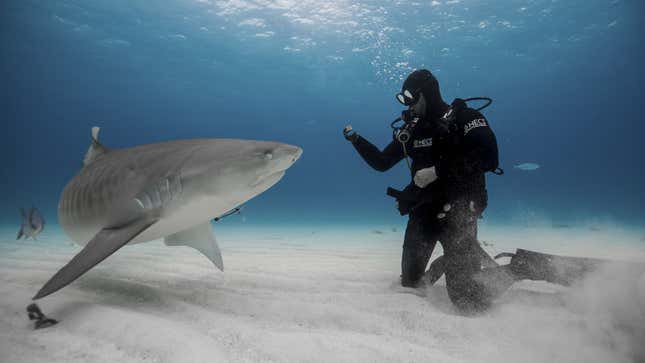 How a shark attack led Paul de Gelder to his Shark Week career