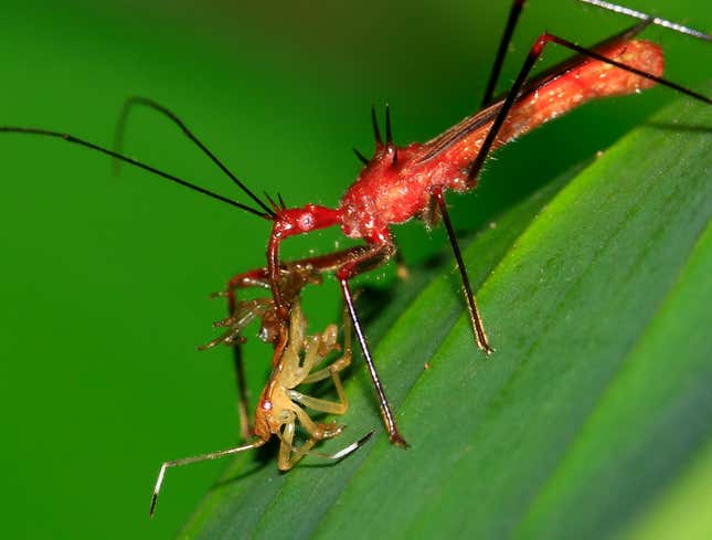 Image for article titled Weird Bug Being Eaten By Even Weirder Bug
