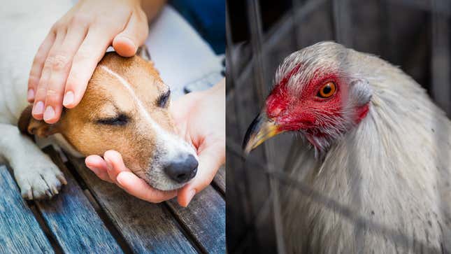 Photo of dog and photo of chicken
