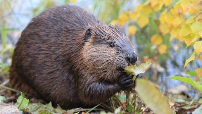 The North American beaver (Castor canadensis) is one of the many, many mammals included in the Zoonomia project.