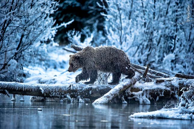 Image for article titled Here Are the 25 Most Jaw-Dropping Wildlife Photos of 2021
