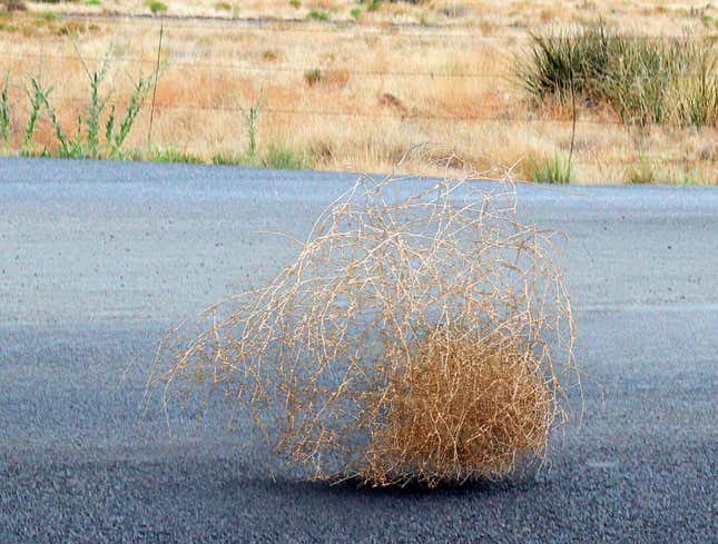 Image for article titled Oklahoma Tumbleweed Forced To Travel Across Three States To Get Abortion