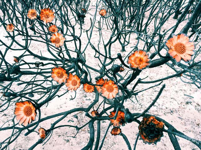 Image for article titled Photos: Stunning winners from the 2015 iPhone Photography Awards