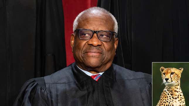 Image for article titled Supreme Court Once Again Interrupted By Clarence Thomas Receiving Live Cheetah As Donor Gift