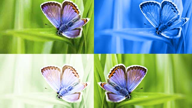 Several images of a butterfly created by AI, each of them modified by color filters