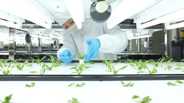 Toshiba farm worker