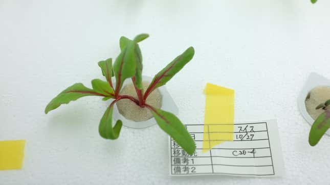 Lettuce in Toshiba plant