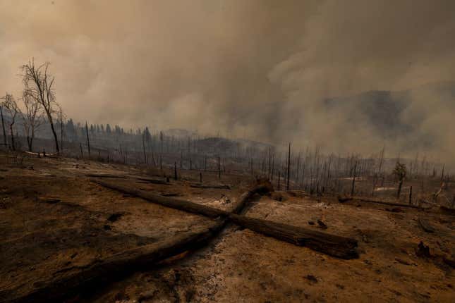 Smoldering trees in a forest after the Oak Fire near Mariposa, California swept through the area on July 24, 2022.