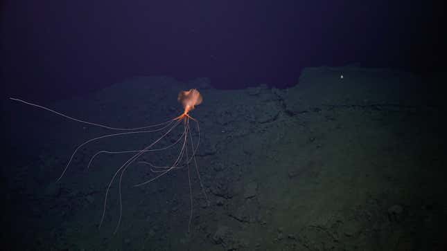 At depths like these, there are some strange creatures. The research team spotted a Magnapinna squid, otherwise known as a bigfin squid, at around 6,560 feet (2,000 meters) deep. 