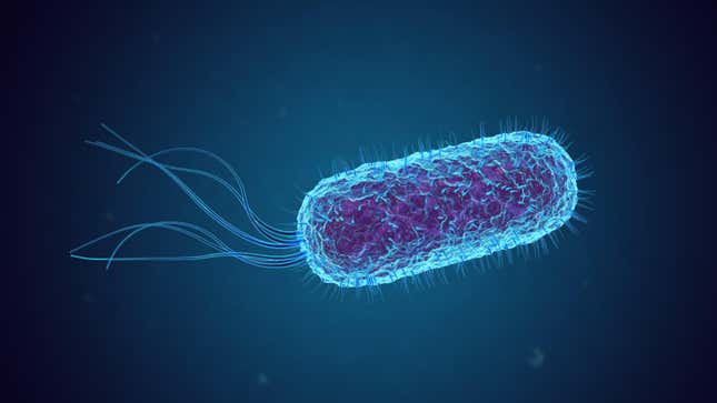 An illustration of E. coli bacteria.