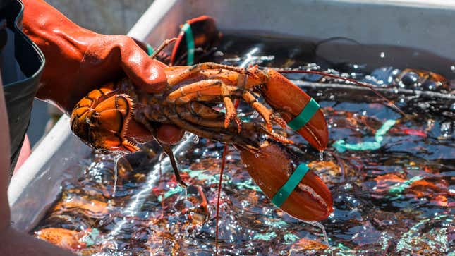 Image for article titled Why Does Lobster Cost So Damn Much?