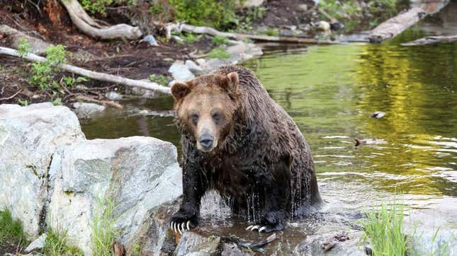 Grizzly bear climbs out of pond