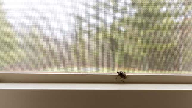 Image for article titled How to Keep Stink Bugs Out of Your Home This Fall