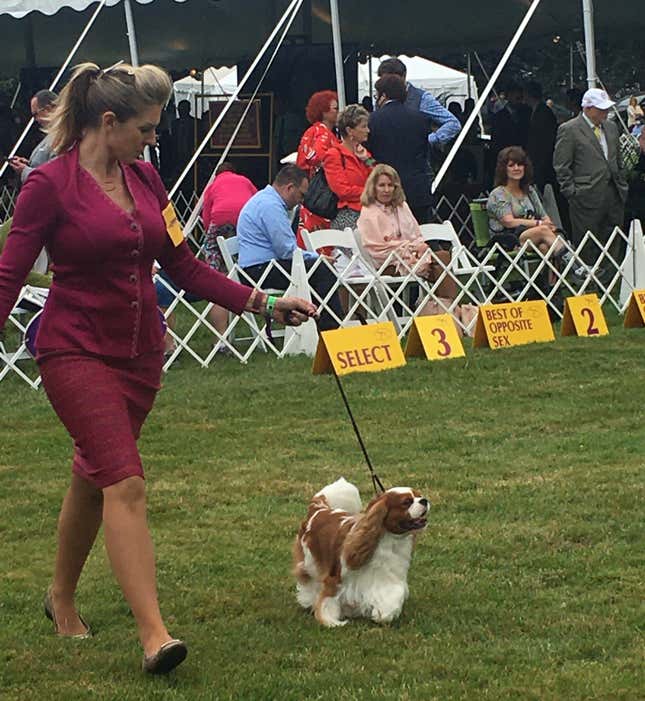 Chester the Cavalier spaniel at Westminster