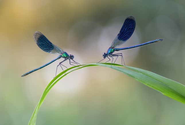 Close-Up Photographer of the Year Challenge: 2021 Winner Photos