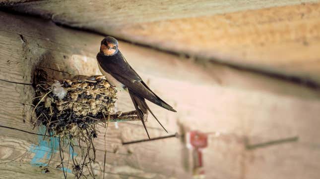 Image for article titled How to Stop Birds From Building Nests in the Worst Places