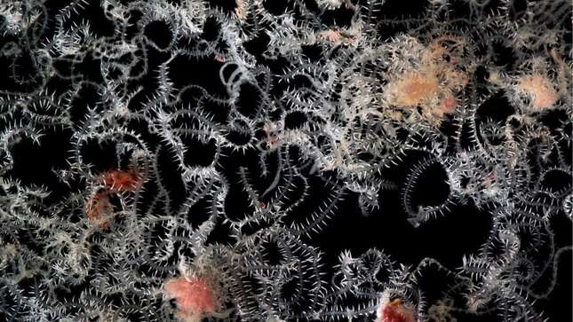 Small fraction of a single living specimen dissected out of its host sponge as seen through the stereomicroscope. Some dislodged fragments of sponge tissue can also be seen.