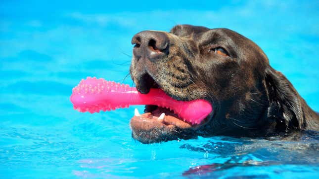 Image for article titled Why Pit Bulls Can&#39;t Swim Well, and Other Things to Know Before Taking Your Dog in the Water