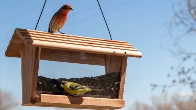 Image for article titled Get a Bird Feeder, and Don&#39;t Overthink It