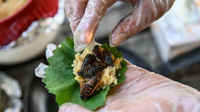 Lettuce wrap full of cicadas