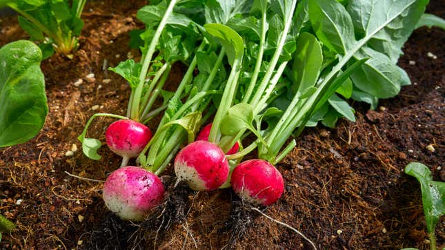 Angled, top-down photo of pink and white radishes lying in the soil in bright sunlight.