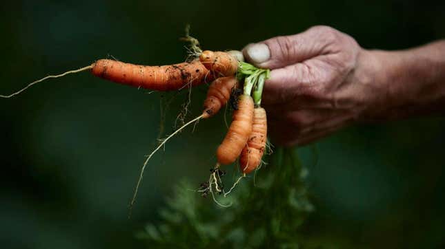 Image for article titled Do These Things Right Now For Your Spring Vegetable Garden