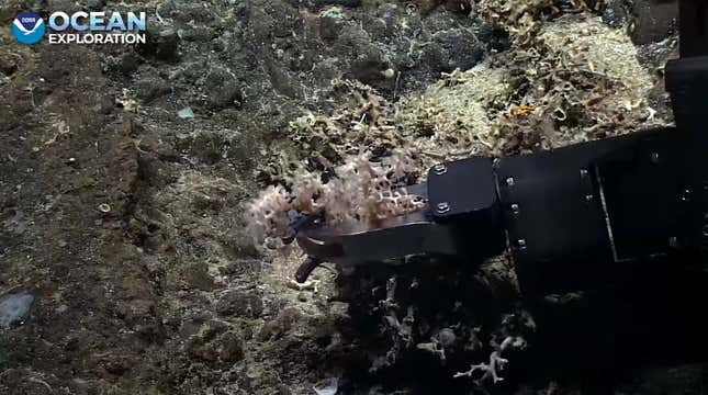 robotic arm grasping coral