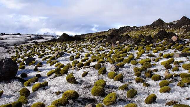 Ratones de glaciar fotografiados en Breidamerkurjokull, Islandia, en 2005
