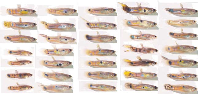 A sample of male guppies, caught from Alligator Creek, North Queensland, where they occur ferally. The size and placement of color spots in male guppies is among the most genetically variable traits yet studied.