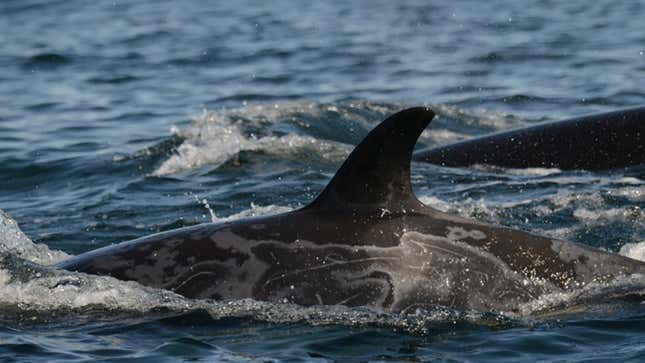 An example of the gray patches commonly found on killer whales in the area by researchers in this new study.