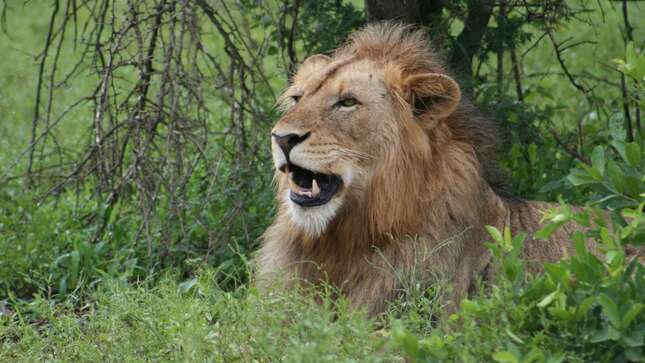 La imagen de dos cazadores besándose frente al león que acaban de matar debería hacerse viral