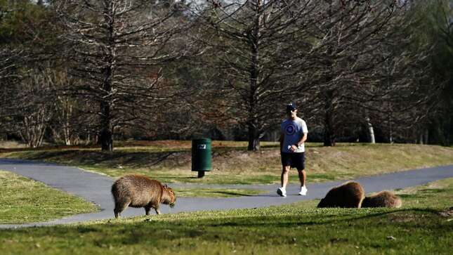 Un grupo de capibaras invade el barrio de ricos que destruyó su hábitat, desatando una guerra de clases en Argentina