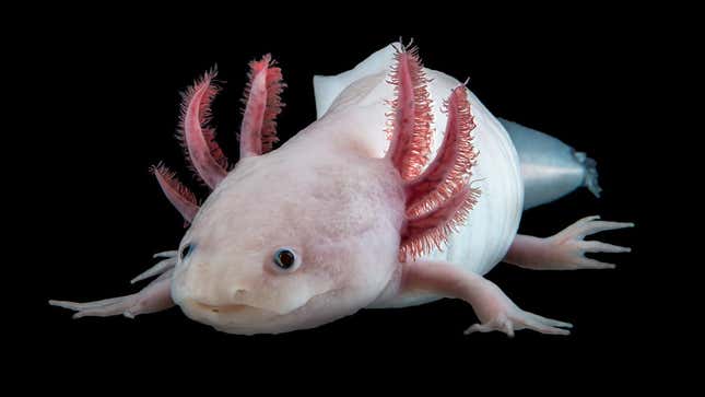 Axolotls (pictured) have a remarkable ability to regenerate lost body parts. 