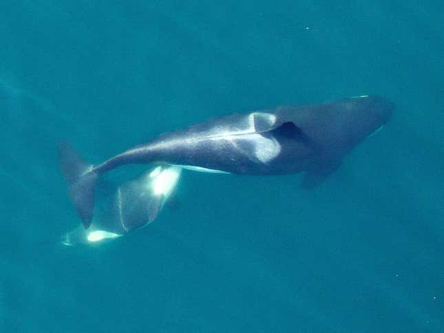 L94, a 20 year-old female, nursing her calf. The mother will feed her calf this way for up to two years.