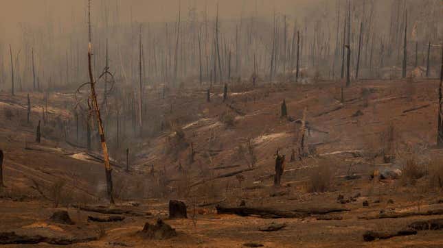 A forest is smoldering after the Oak Fire near Mariposa, California, on July 24, 2022.