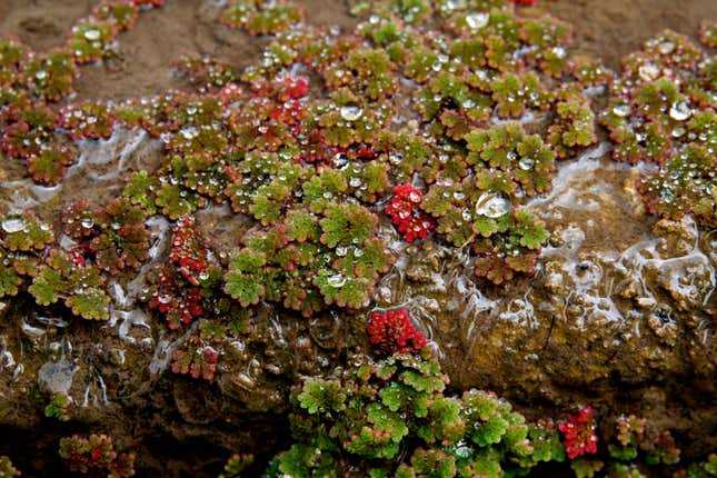 Azolla ferns