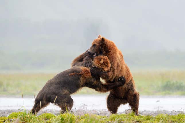 Imagen para el artículo titulado Fotógrafo se encuentra dos osos grizzly y filma la madre de todas las batallas