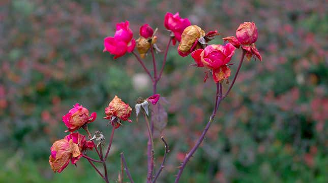 Image for article titled How to Save Wilted Roses in Your Garden